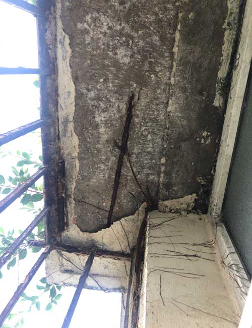 外墙窗台杂草树木导致渗水
